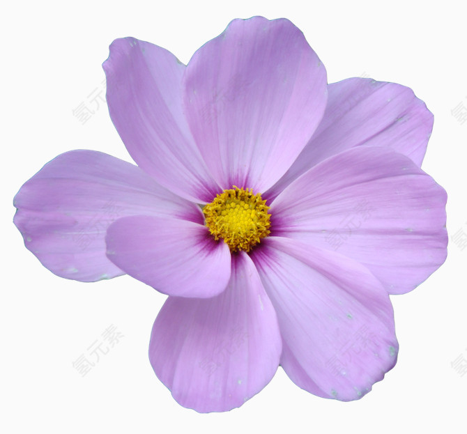 紫色绽放花朵黄色花芯