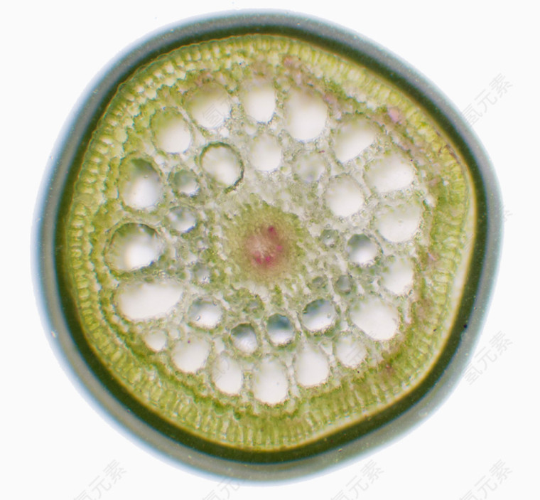 植物细胞结构图片
