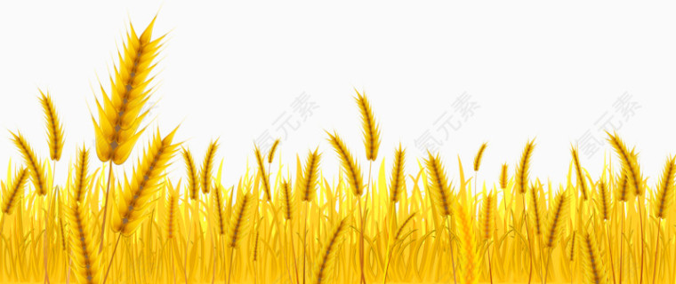 丰收麦子