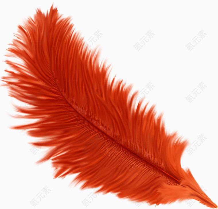 橙色羽毛
