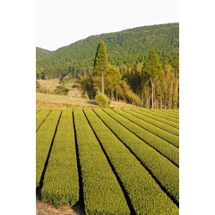 绿色茶田