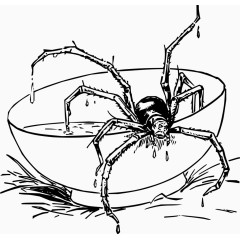 矢量从碗里出来的蜘蛛