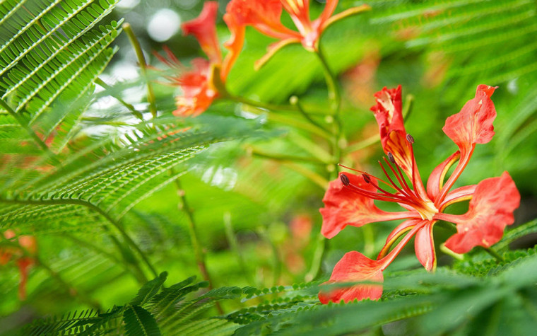 花朵简洁壁纸