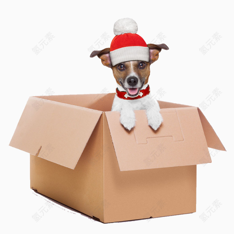 纸箱里的小狗图片