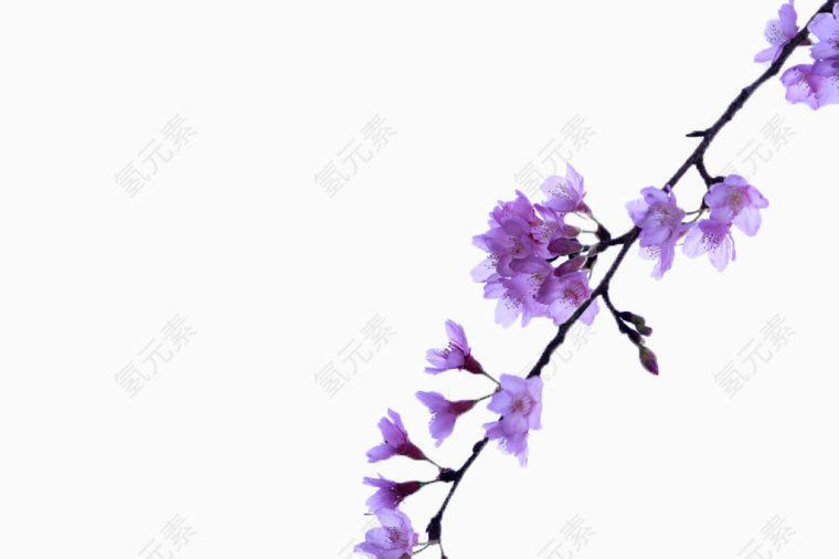 漂亮的紫色花花枝