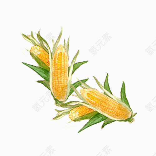新鲜黄玉米