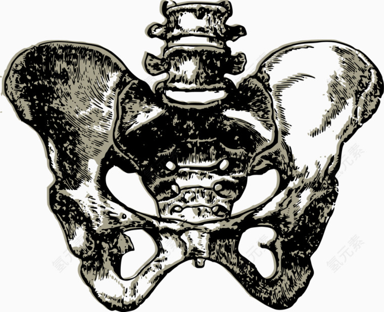 矢量骨头