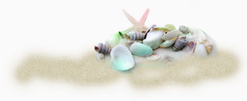 沙滩上的贝壳下载