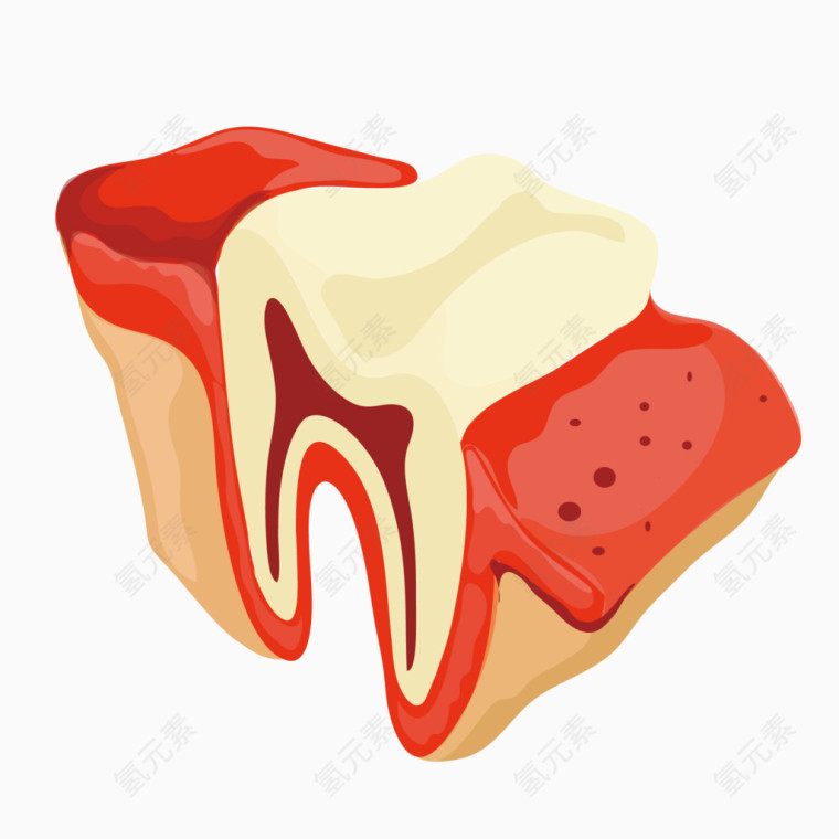 矢量牙齿结构