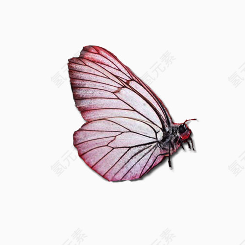 粉色的小蝴蝶