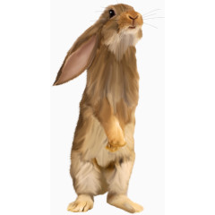 棕色可爱兔子