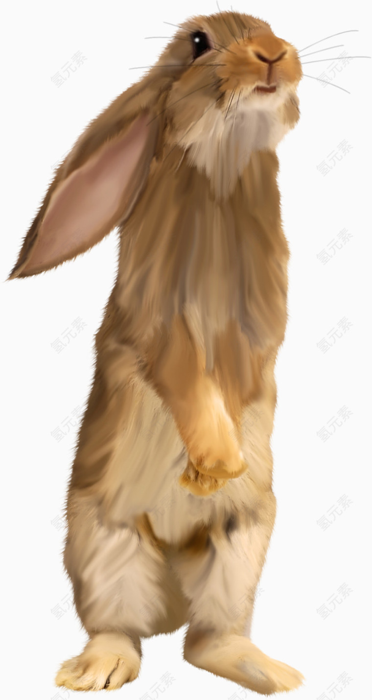 棕色可爱兔子