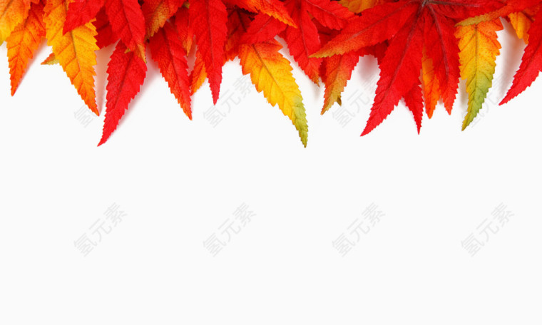 红色鲜艳的叶子顶部装饰