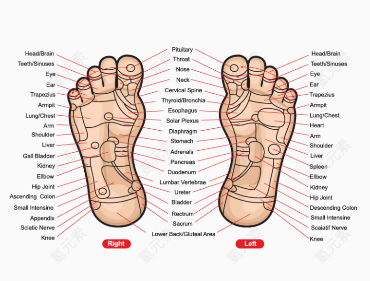 矢量人体脚底穴位图