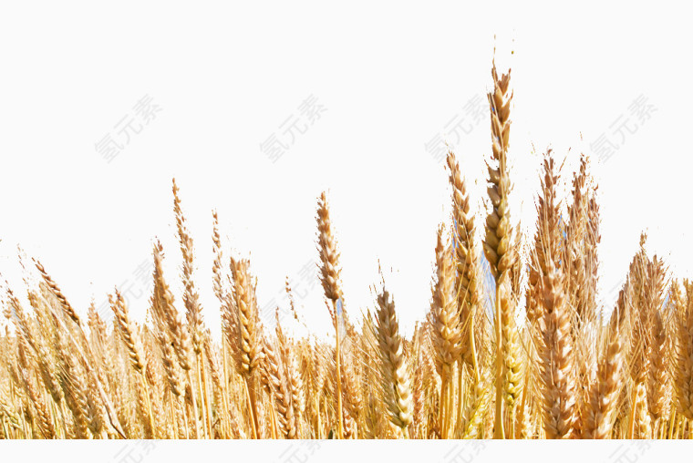 金黄麦子