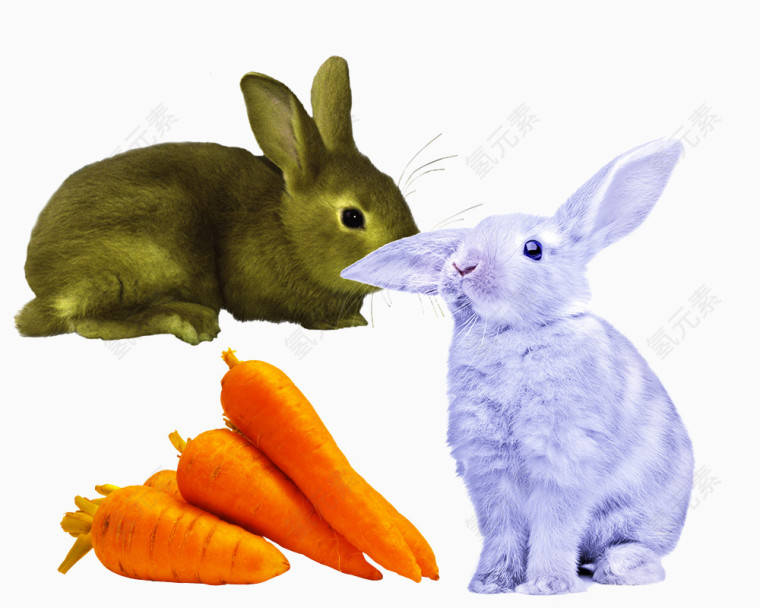 可爱的兔子和胡萝卜