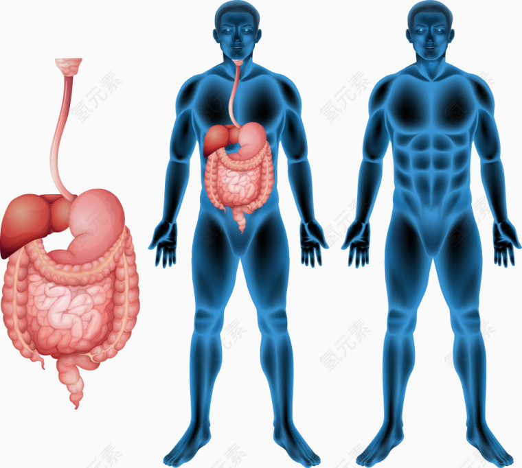 矢量男人消化系统