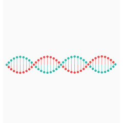 矢量DNA