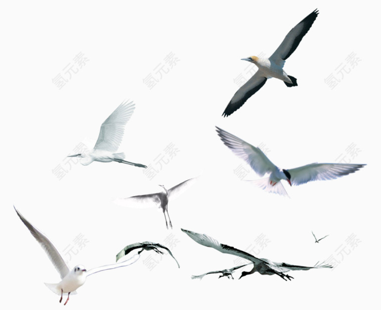 飞翔的鸟素材图片