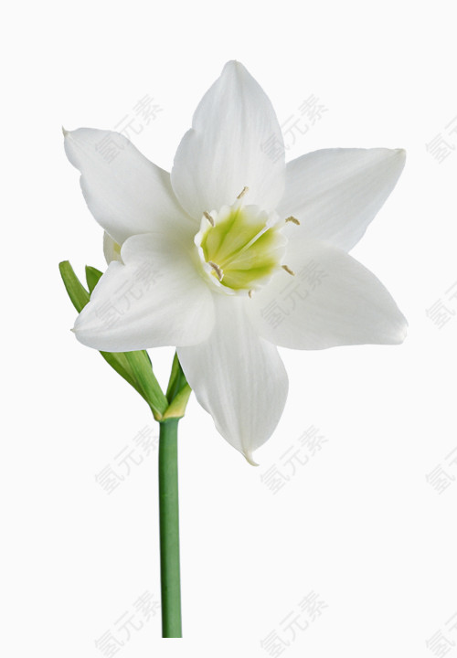 一只白色花