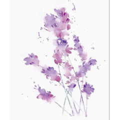 矢量水彩紫藤花