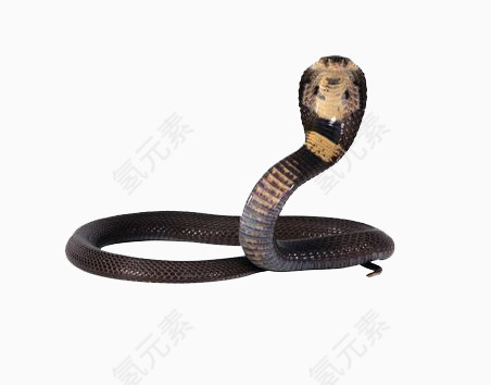 蛇类动物眼镜蛇