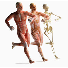 运动的人体肌肉解剖