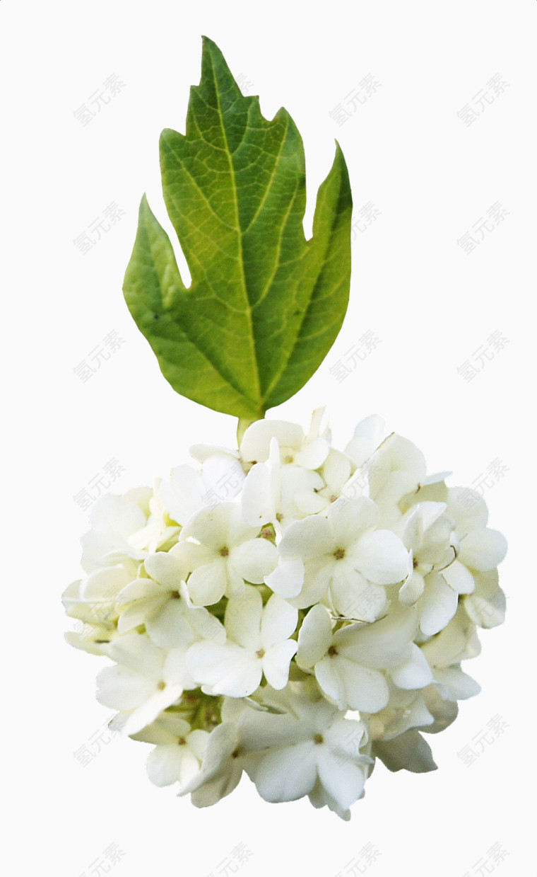 绿叶植物白花