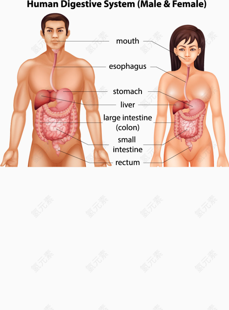 男女消化系统图解矢量素材