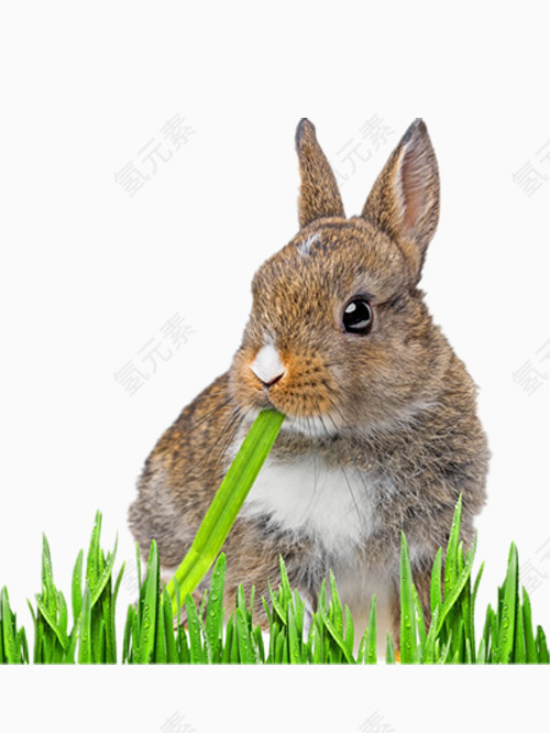 吃草兔子