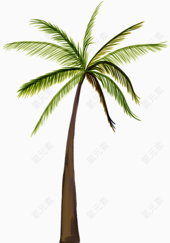 一颗椰子树