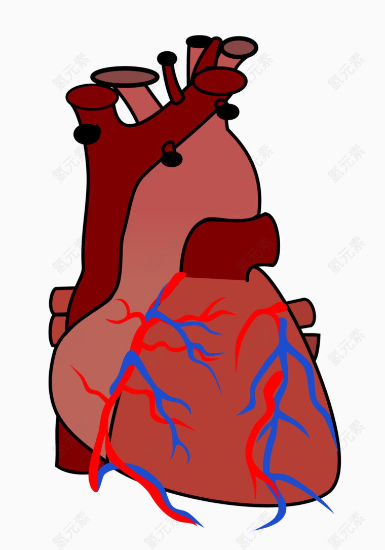 心脏解剖矢量