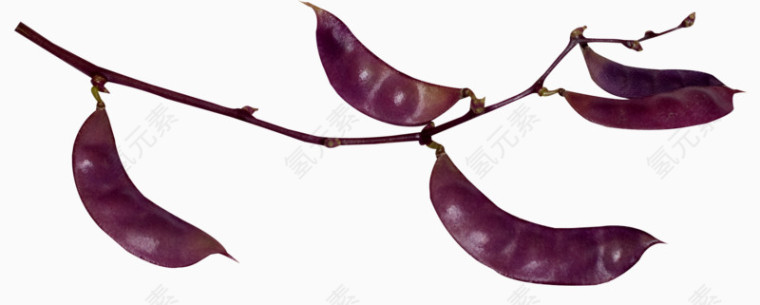 紫色扁豆角