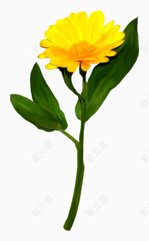 手绘水彩黄色雏菊