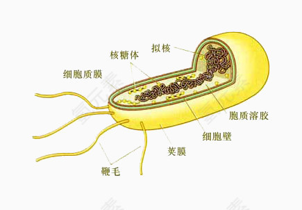 高中生物细胞分解图