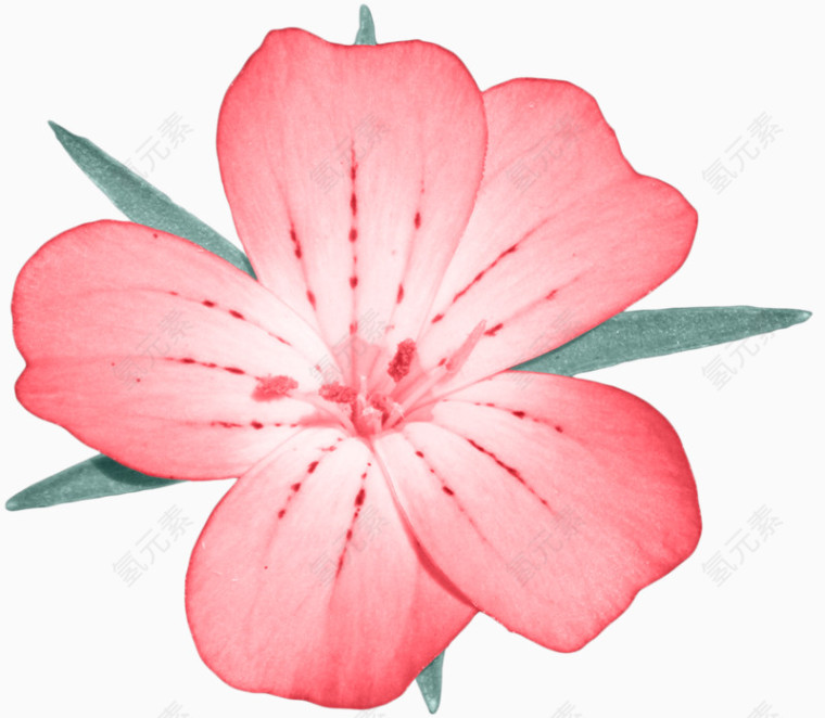 手绘粉红花朵