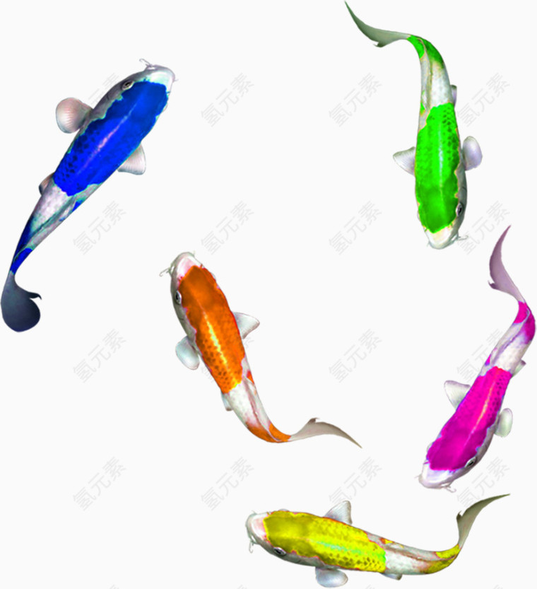 彩色斑点鱼