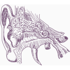 矢量人体耳朵的结构插图