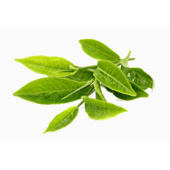 绿色绿茶