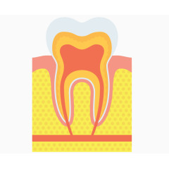 矢量牙齿剖面图