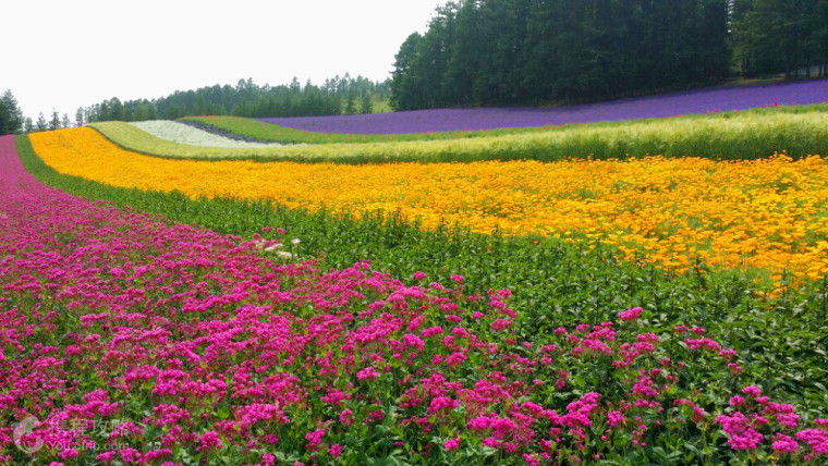 北海道富田农场景色