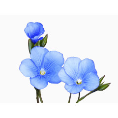 手绘水彩蓝色小花