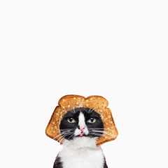 创意可爱的猫咪面包头