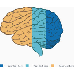 大脑彩色分类标签