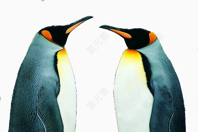 两只面对面站立的企鹅