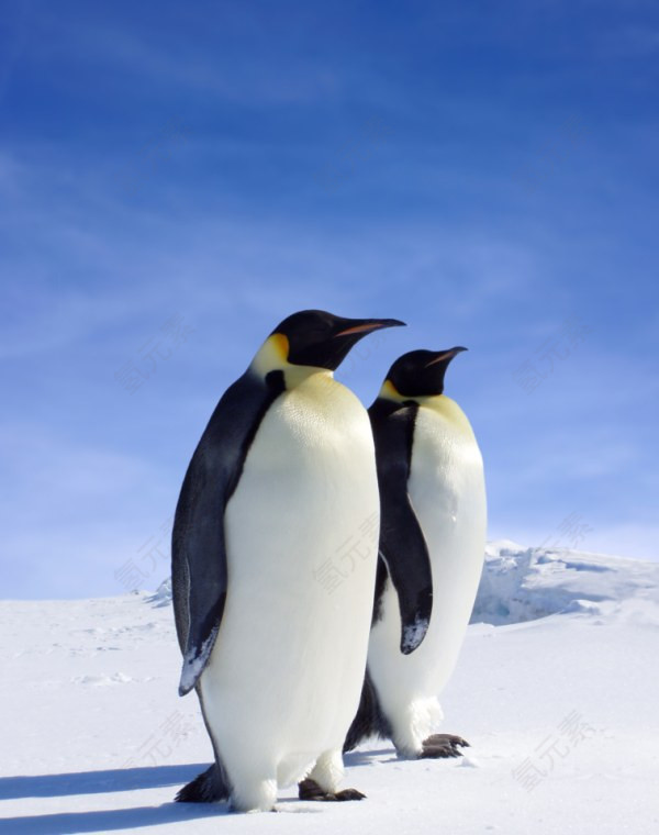 两只相爱的企鹅