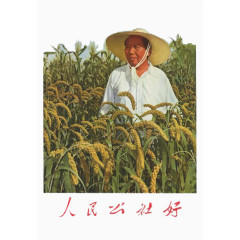 毛泽东在人民公社稻田
