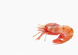 红色海虾