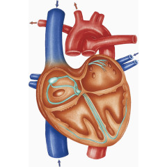 人体心脏血管效果图