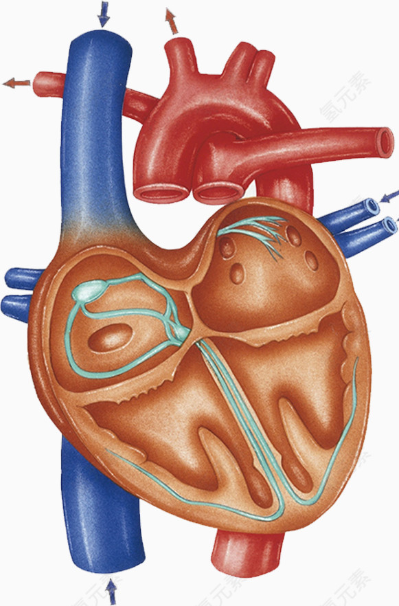 人体心脏血管效果图